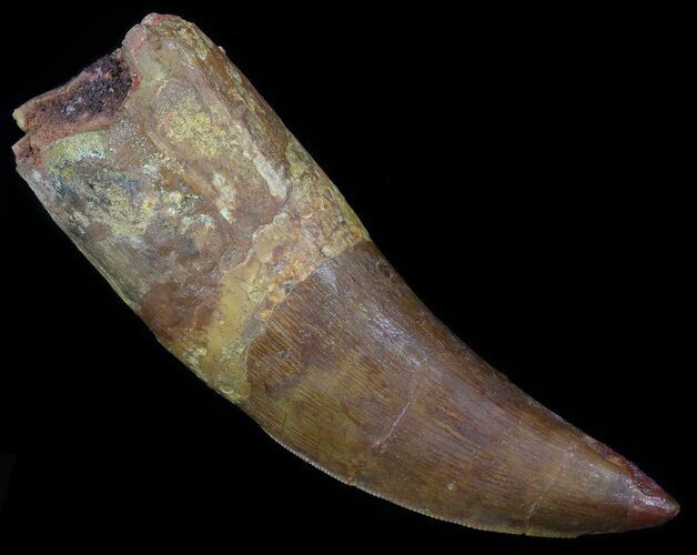 Large, Carcharodontosaurus Tooth - Partially Rooted #52480